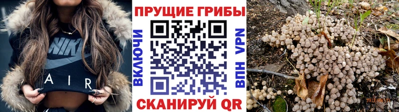 Псилоцибиновые грибы мицелий  ОМГ ОМГ как зайти  Серафимович 